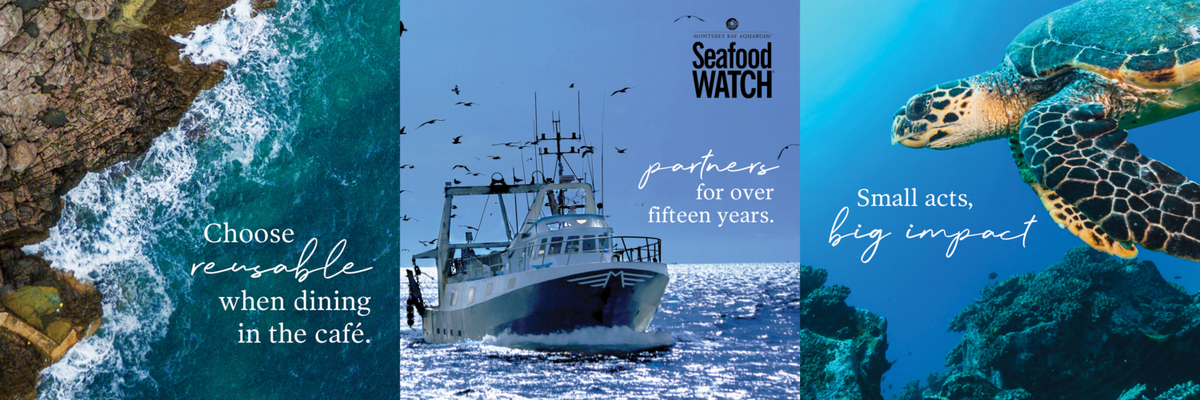 Choose reusable when dining, Seafood watch partners for over 15 years, small acts - big impact.